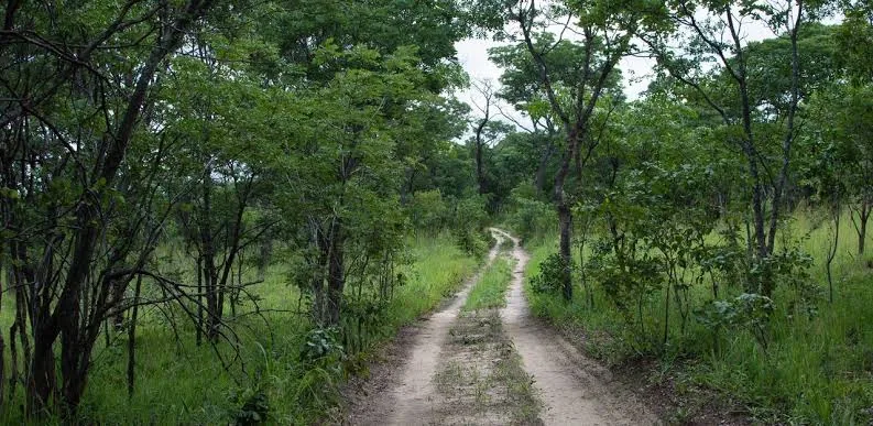 Florestas de Miombo